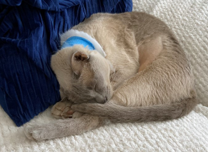 raphael-healing-after-surgery