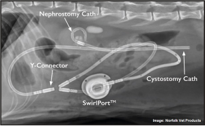 raphael-x-ray-image