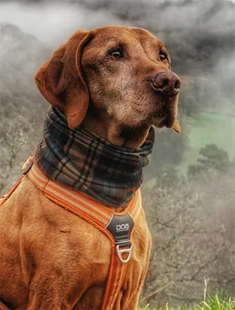 deazel-dog-wear-referrals