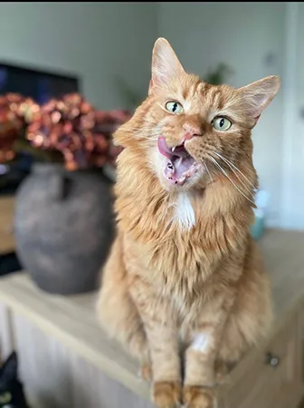 sneeing-cat-leo
