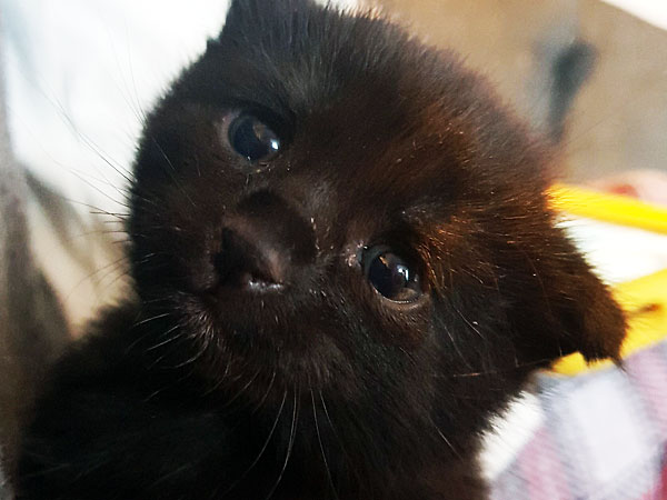 Poorly kitten given new lease of life