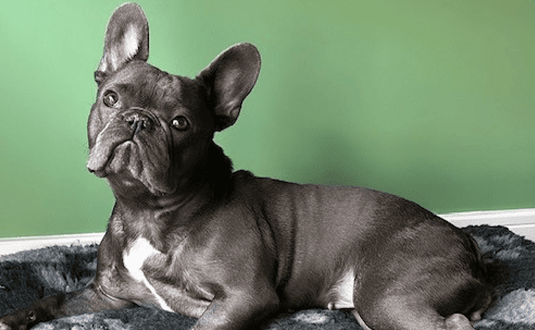 pepper-the-dog-wear-referals