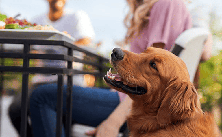con-on-the-cob--for-dogs?
