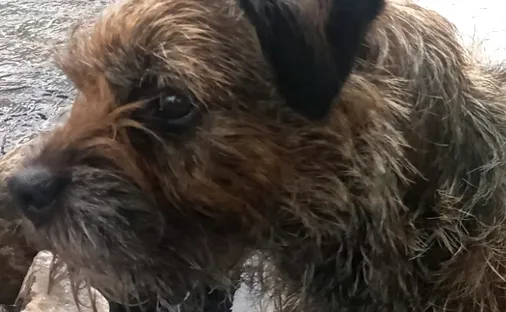jack-the-dog-wear-referrals-saved