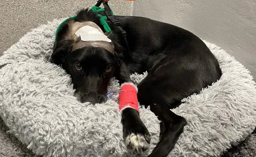 misty-the-dog--lifesaving-surgery