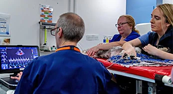 team thumb cardiology