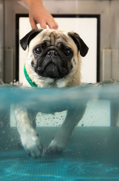 Dog undergoing Hydrothearapy treatment at Wear Referrals