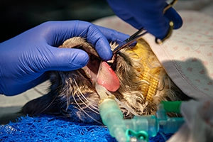 wear referral dentistry