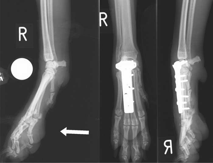 Hyper-extension injury of the middle carpal joint stabilised with partial carpal arthrodesis 