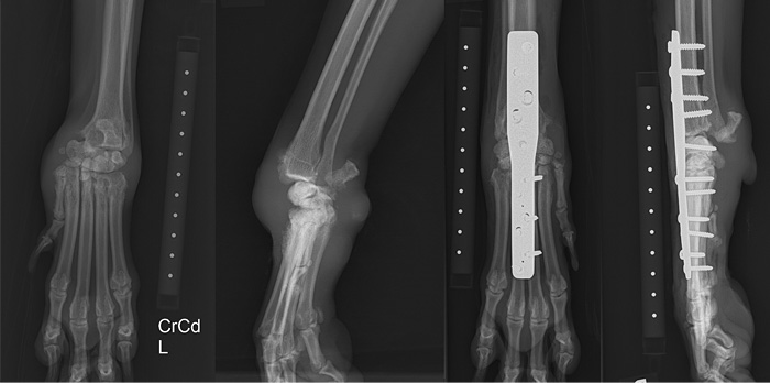 Multi-ligament disruption of the carpus stabilised with pancarpal arthrodesis 