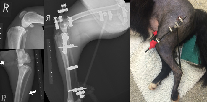 Cruciate Ligament Disease