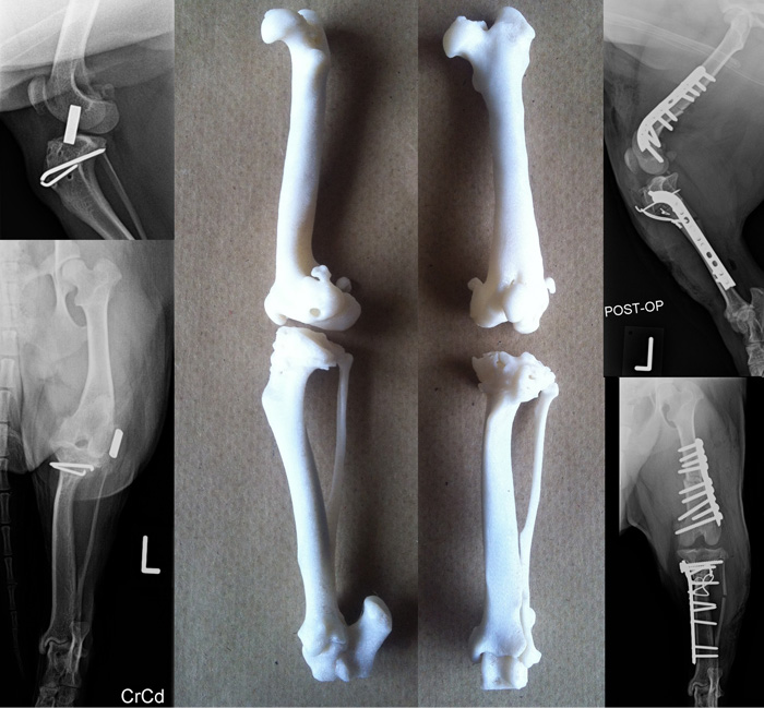 Patella Luxation - After