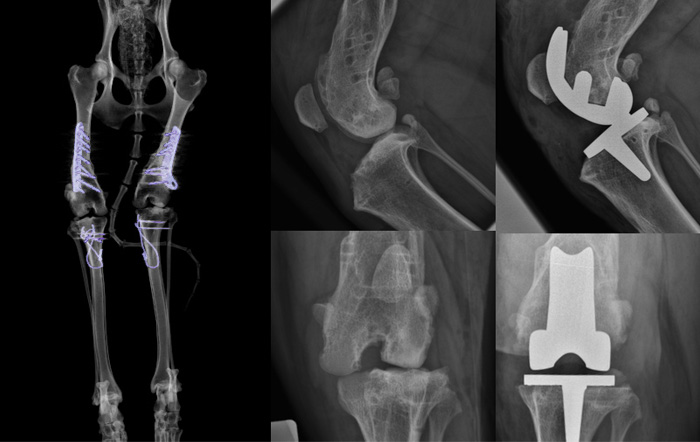 Cementless total knee replacement in a 4 year male Malamute with severe knee osteoarthritis due to patella luxation 