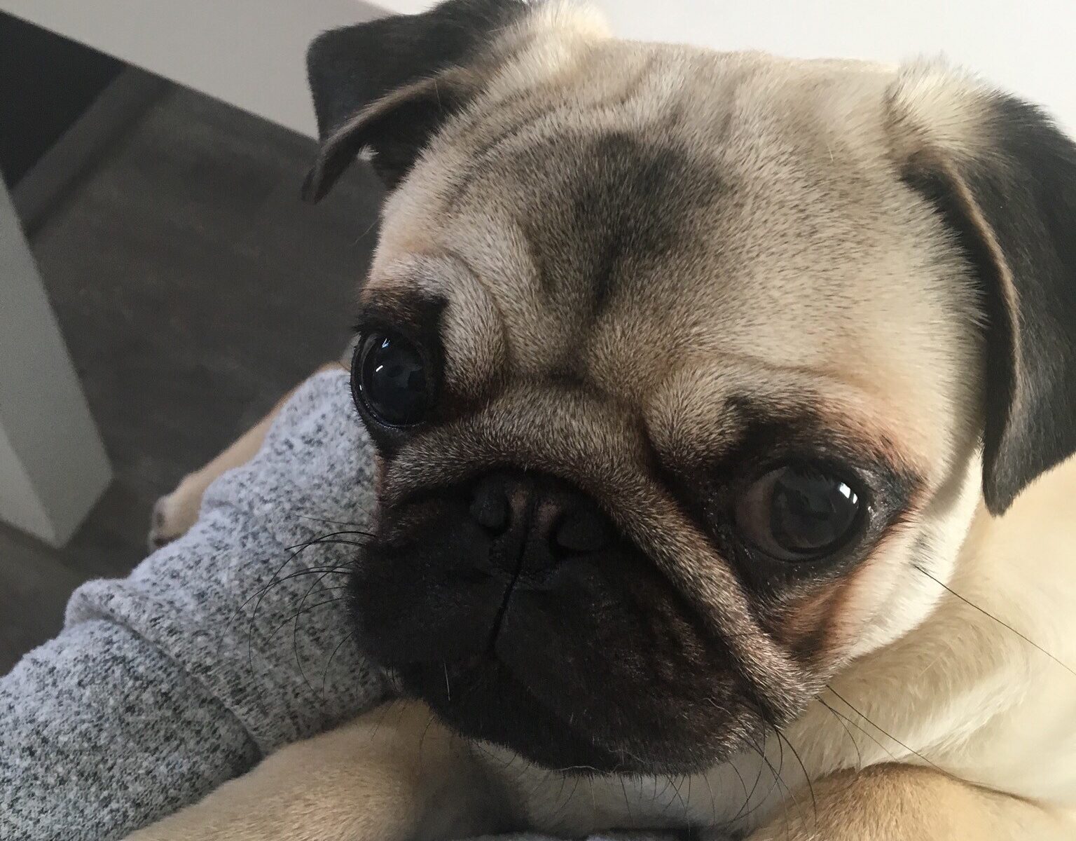 Vets Sew Glad to Ensure Happy Ending to Doug the Pug’s Yarn