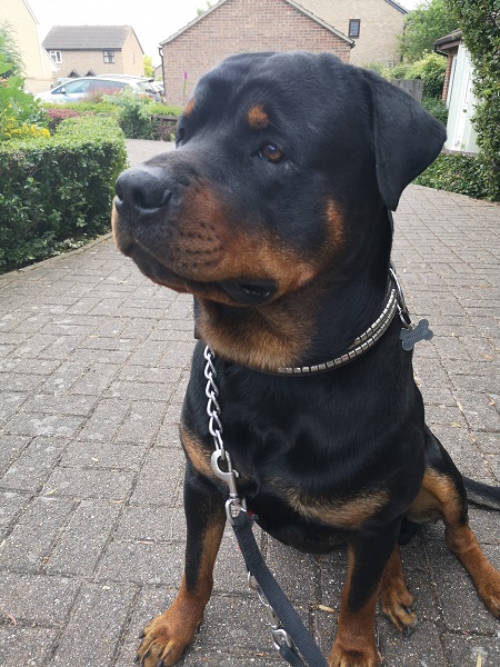 Rottweiler ‘Oakey Dokey’ Again After Pioneering Ankle Surgery