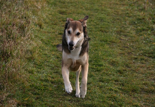 Greek Rescue Dog Rocco is the Bee’s Knees Again After Pioneering Operation