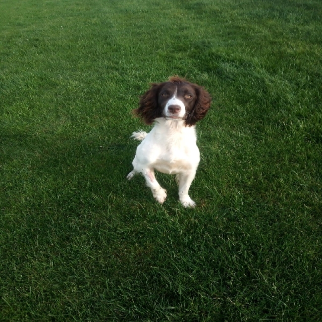 Who Nose How it Got There?! Wear Removes 8cm Stick from Puppy’s Snout