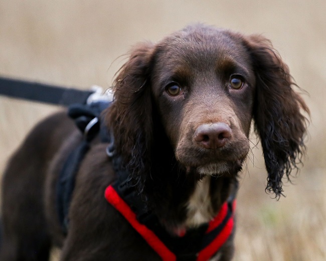 Rare Life Saving Surgery on Young Pup