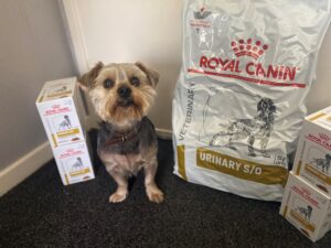 Bladder stones discount in dogs treatment