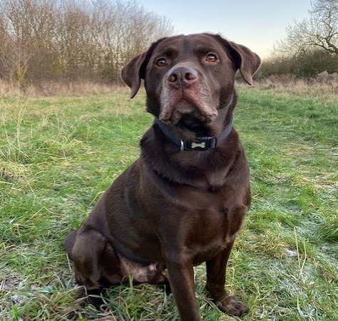 Chest Surgery Gets Harvey Enjoying Life Again!