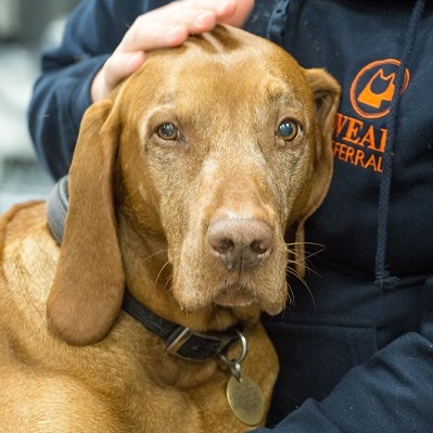 What to Expect When Referred to Wear Referrals