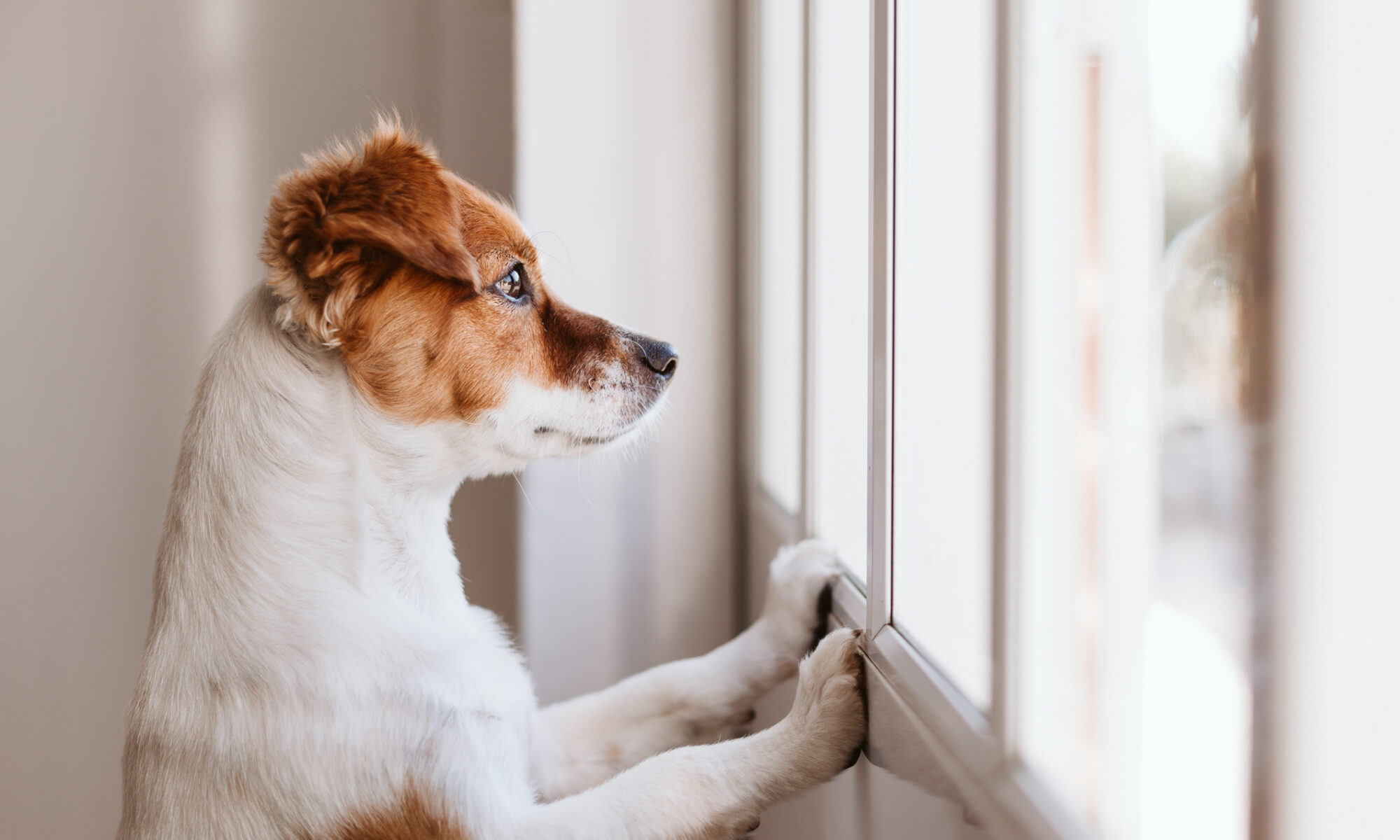 Guide to Chronic Diarrhoea in Pets