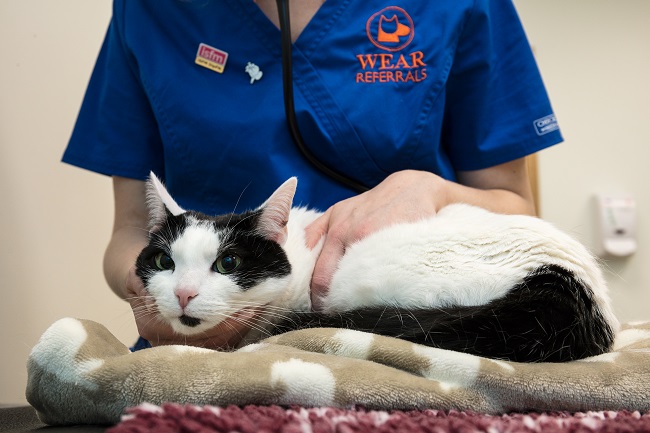 Feline Pancytopenia Cases and Food Recall