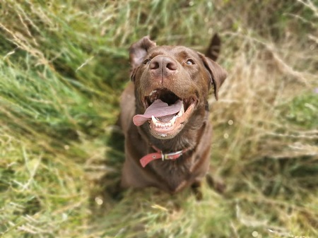 World-First Ankle Op Carried Out at Wear Referrals