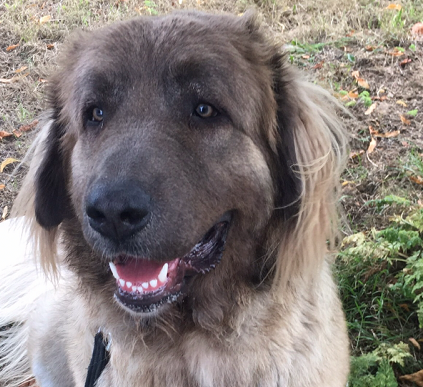 Wear Help “One in a Million, Miracle Dog” Defy Giant Tumour