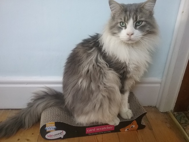 Wear Referrals Help Cat Reuben, Who Had a Severe Infection Inside His Chest