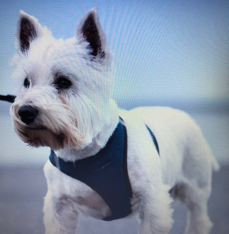 Alfie’s Recovery after Tumour of the Pancreas Found