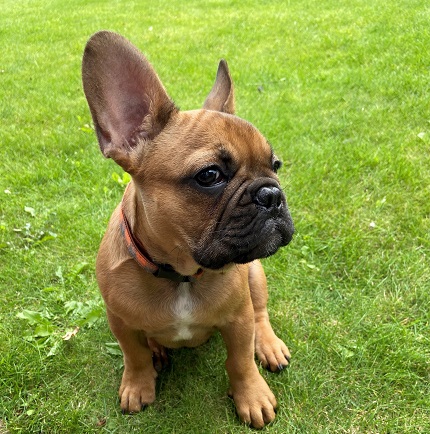 French Bulldog Bertie’s Breath-Taking Recovery at Wear Referrals