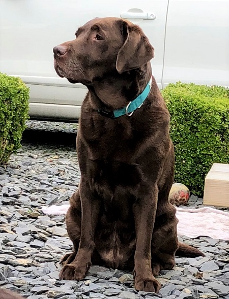 Fantastic Outcome For Ticketie After Large Lung Tumour Removed