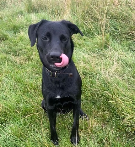 Toby or Not To Be – Puppy’s Fight For Life After Swallowing Deadly Toxin