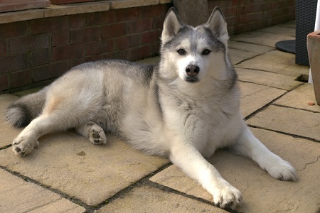 Husky’s Hunky Dory After Specialist Care at Wear
