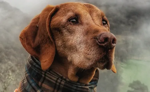 Dog's life was a pain in the neck before expert vet treatment