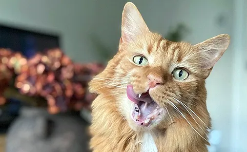 Cat's constant sneezing was a pain in the grass