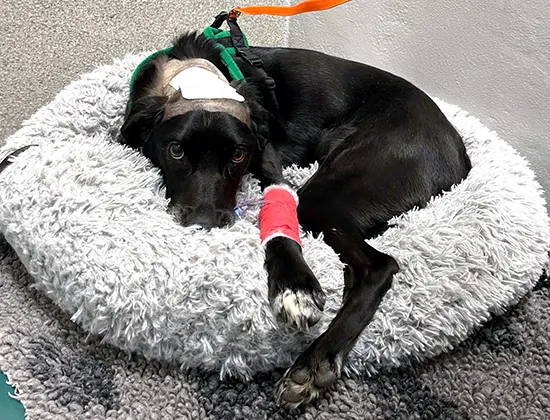 dog-misty-wear-vets-surgery