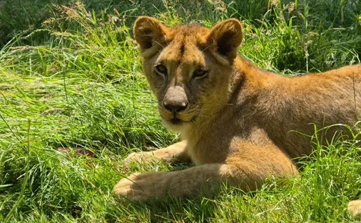 Wear vet team's roar-some effort treating poorly lion cubs